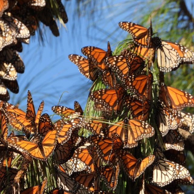 Butterfly Wonderland